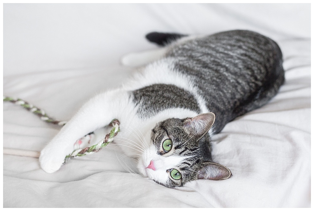 Cat, cats of instagram, kitten, cat photos, pet photoshoot, furrbaby, Toby, Wags and Whiskers