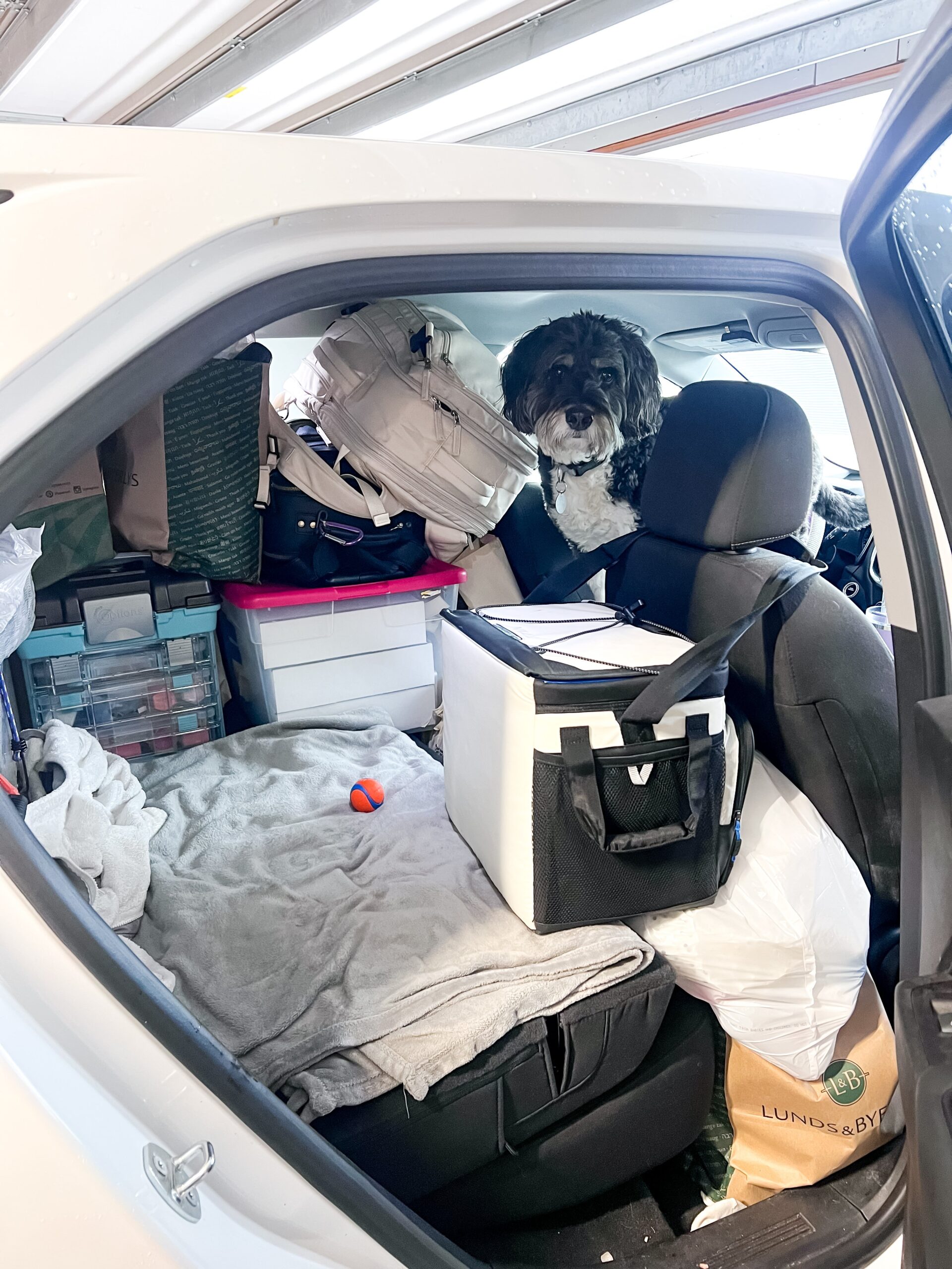 dog and boxes packed in a car to move cross country